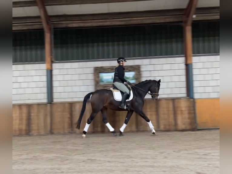 KWPN Merrie 6 Jaar 164 cm Donkerbruin in Oud Gastel