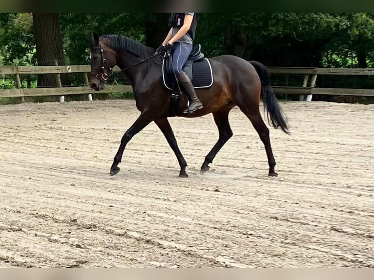 KWPN Merrie 6 Jaar 164 cm Donkerbruin in Peize