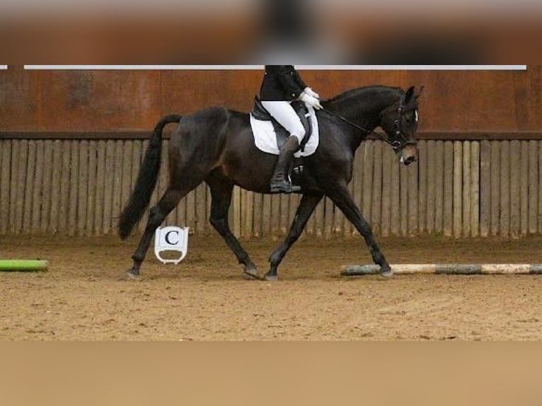 KWPN Merrie 6 Jaar 164 cm Donkerbruin in Peize