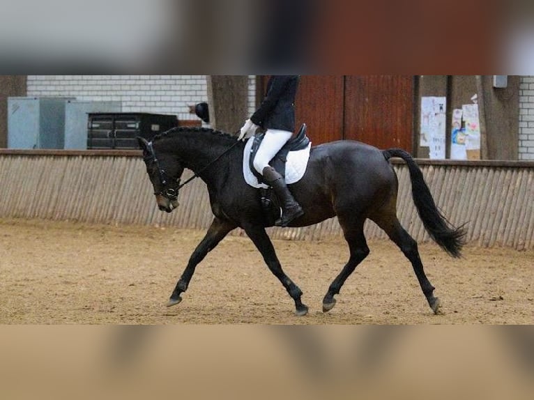 KWPN Merrie 6 Jaar 164 cm Donkerbruin in Peize