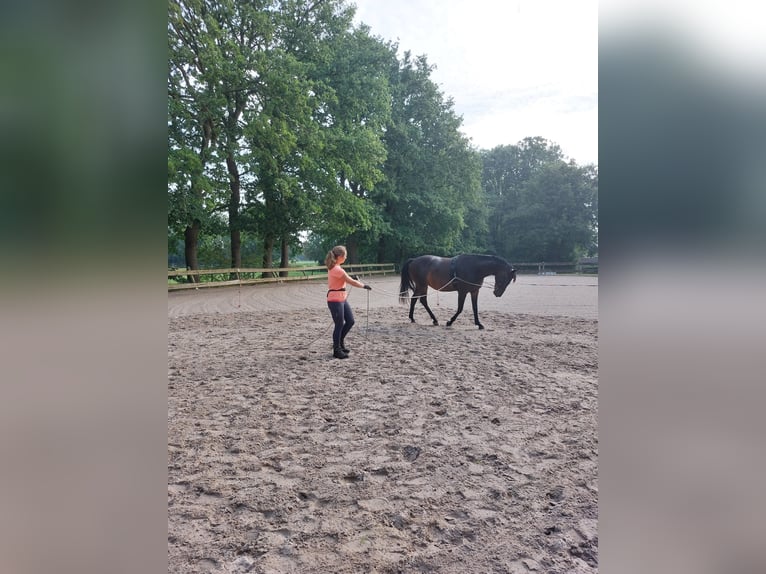 KWPN Merrie 6 Jaar 164 cm Donkerbruin in Peize