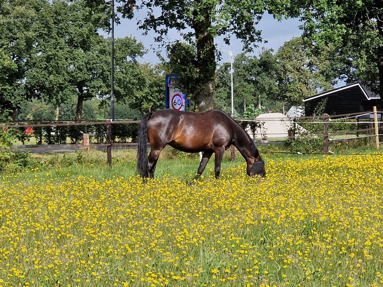 KWPN Merrie 6 Jaar 164 cm Donkerbruin in Peize