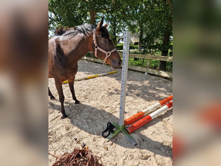 KWPN Merrie 6 Jaar 164 cm Donkerbruin in Peize