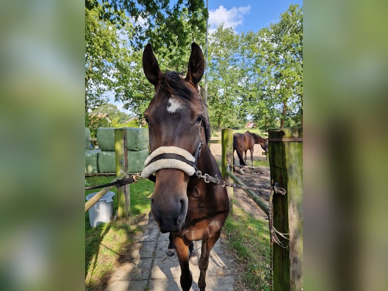 KWPN Merrie 6 Jaar 164 cm Donkerbruin in Peize