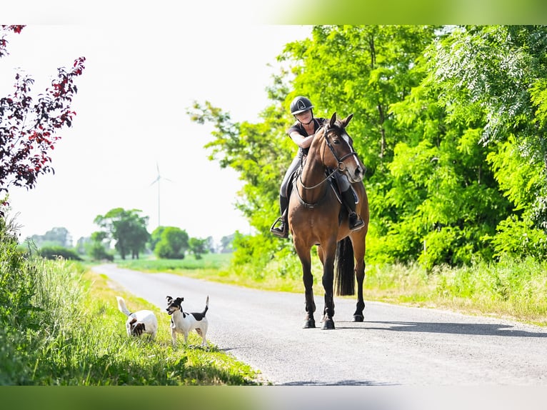 KWPN Merrie 6 Jaar 164 cm Donkerbruin in Radziejów