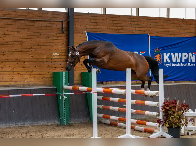 KWPN Merrie 6 Jaar 164 cm Donkerbruin in &#x27;s-Hertogenbosch