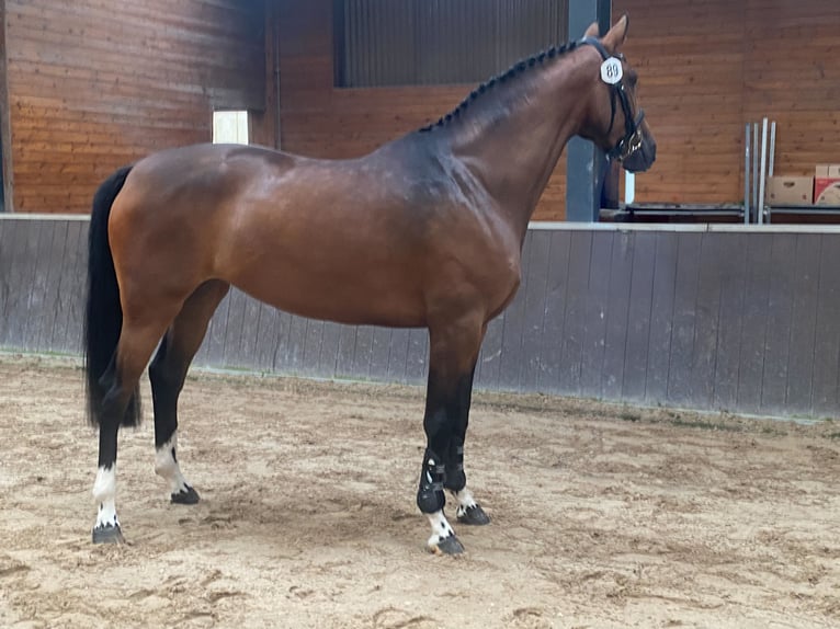 KWPN Merrie 6 Jaar 164 cm Donkerbruin in &#x27;s-Hertogenbosch