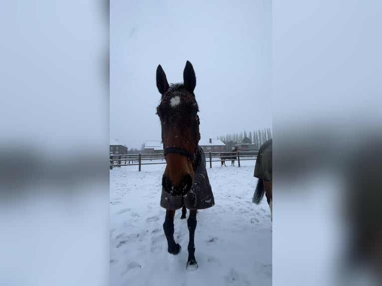 KWPN Merrie 6 Jaar 165 cm Bruin in Haacht