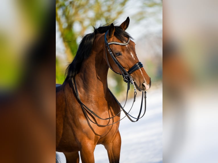 KWPN Merrie 6 Jaar 165 cm Bruin in Weert