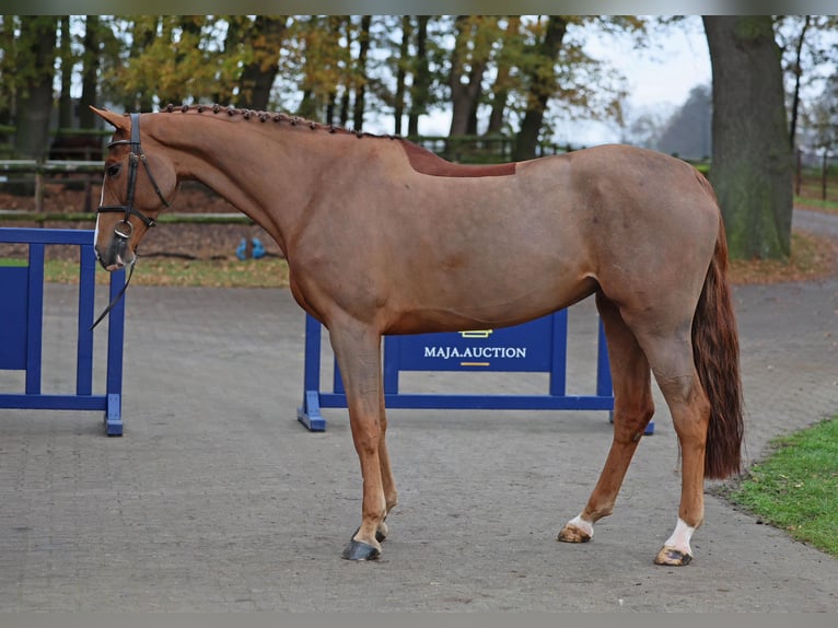 KWPN Merrie 6 Jaar 165 cm Bruin in Diepholz