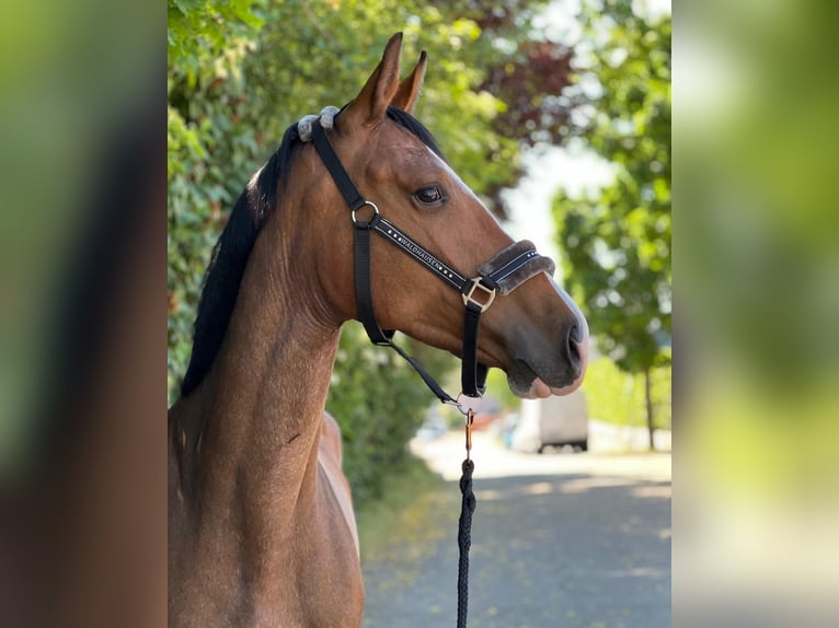 KWPN Merrie 6 Jaar 165 cm Bruin in Königsbach-Stein