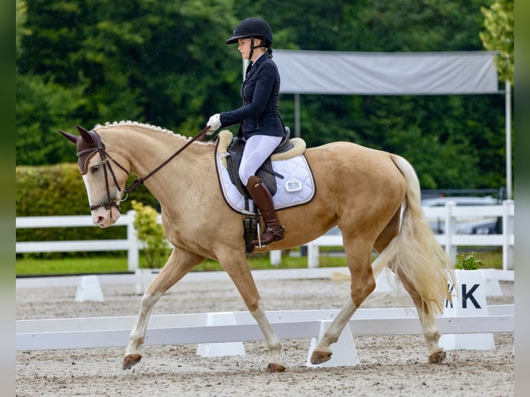 KWPN Merrie 6 Jaar 165 cm Palomino in Windlach