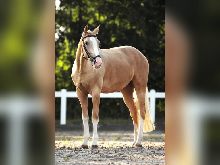 KWPN Merrie 6 Jaar 165 cm Palomino in Windlach