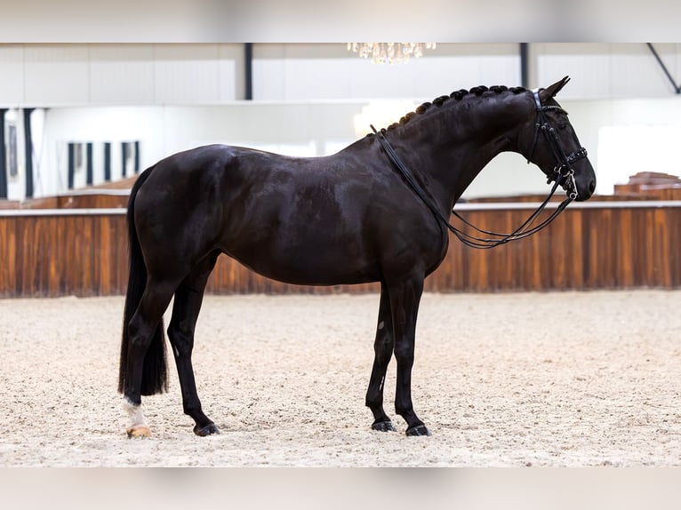 KWPN Merrie 6 Jaar 165 cm Zwart in Kwadijk