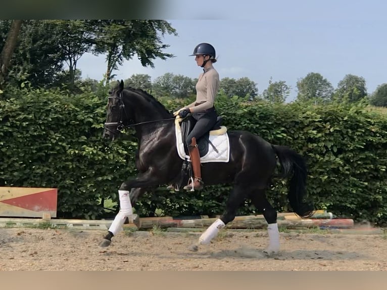 KWPN Merrie 6 Jaar 165 cm Zwart in Neeritter