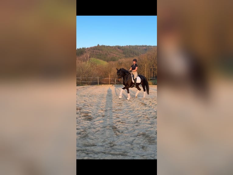 KWPN Merrie 6 Jaar 165 cm Zwartbruin in Freiburg im Breisgau