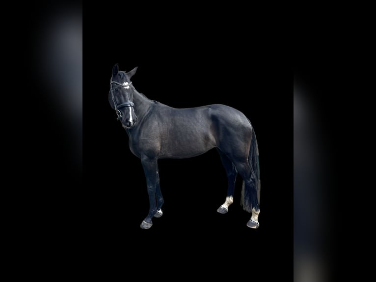 KWPN Merrie 6 Jaar 165 cm Zwartbruin in Ennigerloh