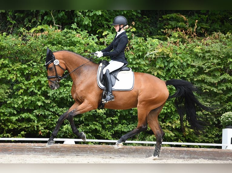 KWPN Merrie 6 Jaar 166 cm Bruin in Lonnig