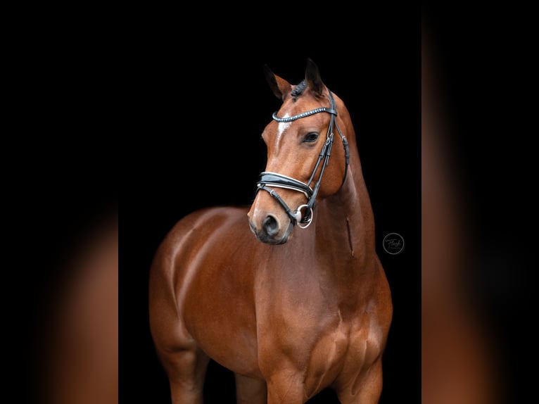 KWPN Merrie 6 Jaar 166 cm Bruin in Almelo