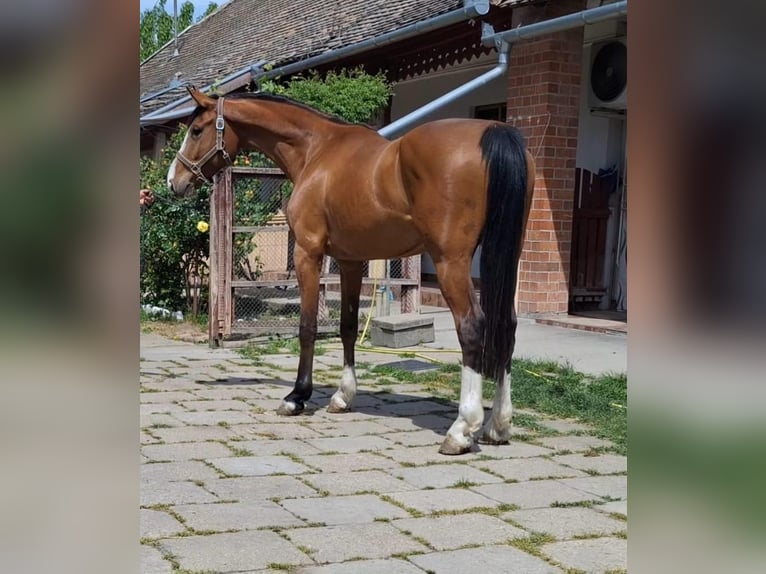 KWPN Merrie 6 Jaar 166 cm Bruin in Békéscsaba