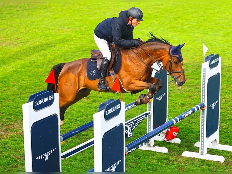 KWPN Merrie 6 Jaar 166 cm Bruin in Kerzers