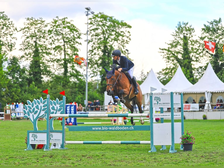KWPN Merrie 6 Jaar 166 cm Bruin in Kerzers