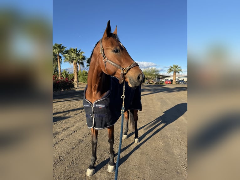KWPN Merrie 6 Jaar 166 cm Roodbruin in california
