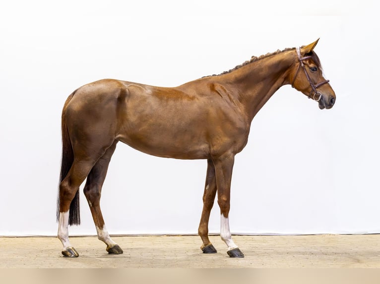 KWPN Merrie 6 Jaar 166 cm  in Waddinxveen