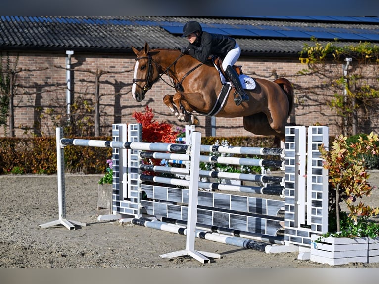 KWPN Merrie 6 Jaar 166 cm Vos in Bladel