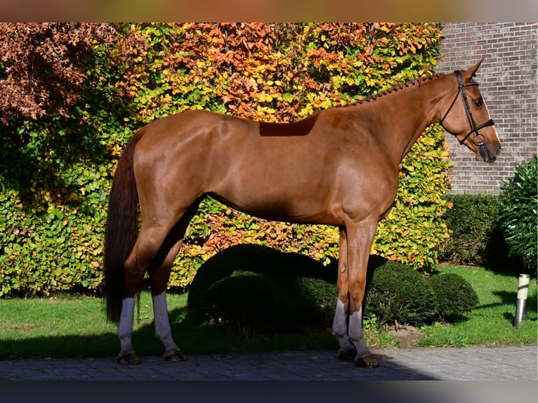 KWPN Merrie 6 Jaar 166 cm Vos in Bladel