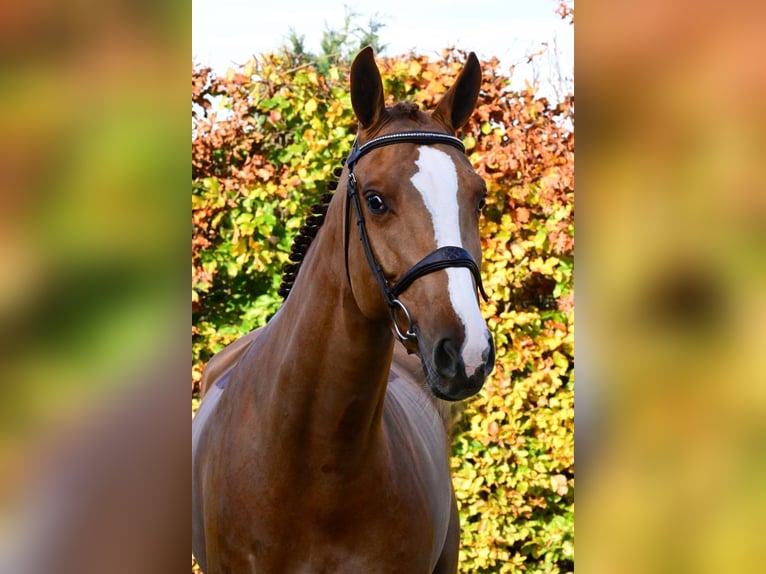 KWPN Merrie 6 Jaar 166 cm Vos in Bladel