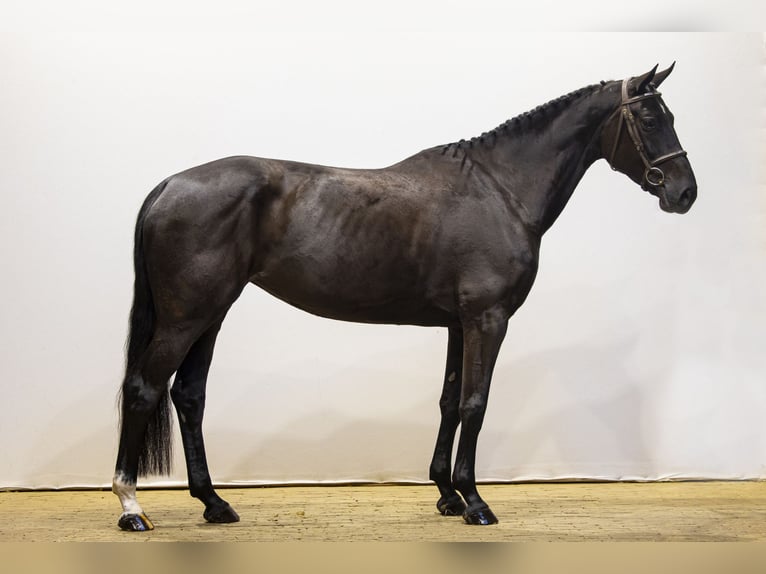 KWPN Merrie 6 Jaar 166 cm Zwart in Waddinxveen