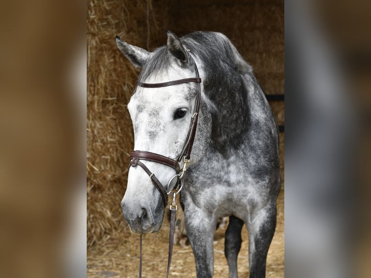 KWPN Merrie 6 Jaar 167 cm Appelschimmel in Geilenkirchen