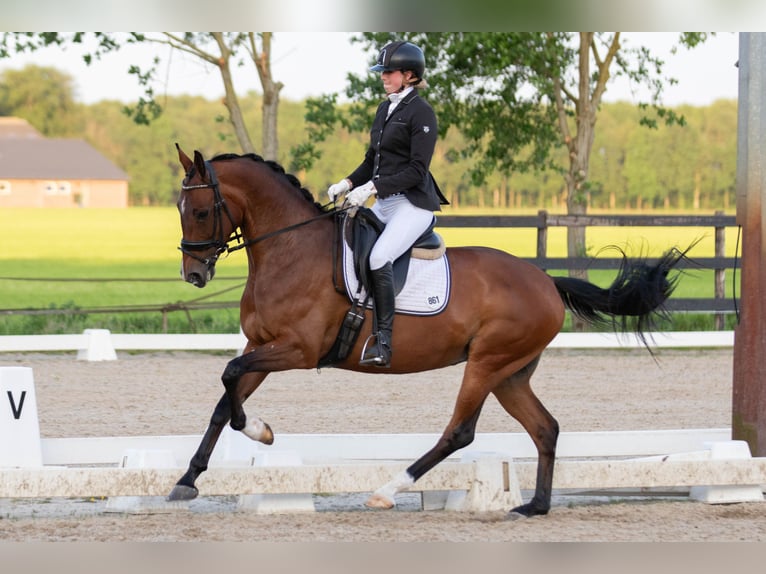 KWPN Merrie 6 Jaar 167 cm Bruin in Amersfoort