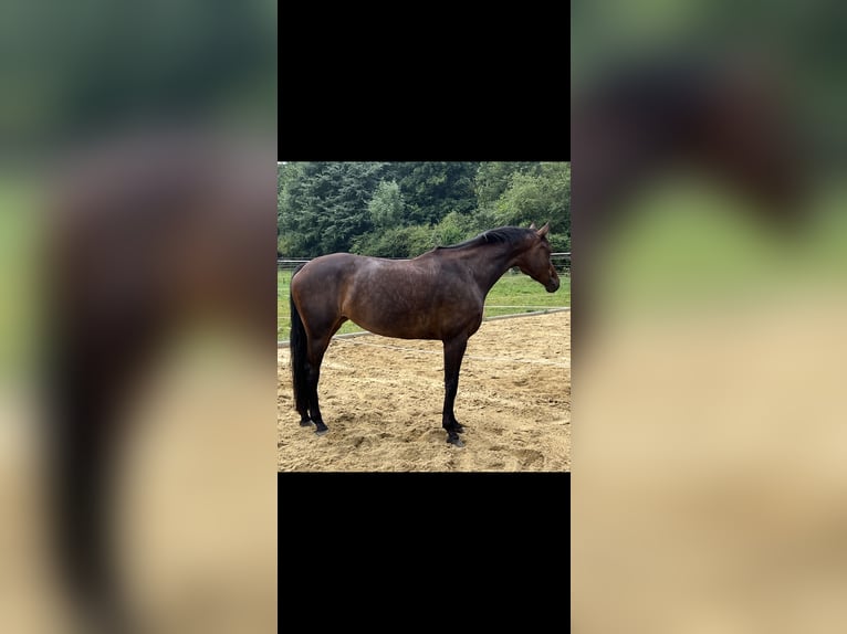 KWPN Merrie 6 Jaar 167 cm Donkerbruin in Metzingen