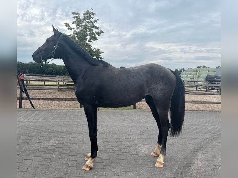 KWPN Merrie 6 Jaar 167 cm in Putten