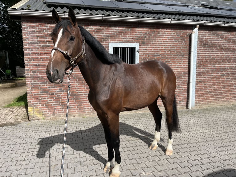 KWPN Merrie 6 Jaar 167 cm in Putten