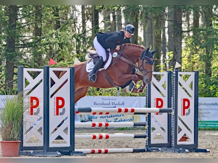 KWPN Merrie 6 Jaar 167 cm Vos in Zeven