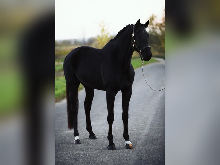 KWPN Merrie 6 Jaar 167 cm Zwart in Baracs