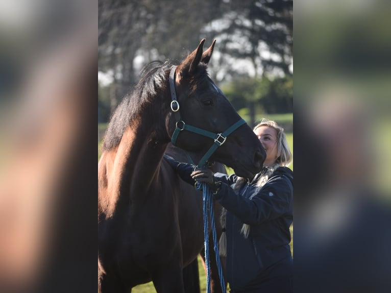KWPN Merrie 6 Jaar 167 cm Zwart in Achtmaal