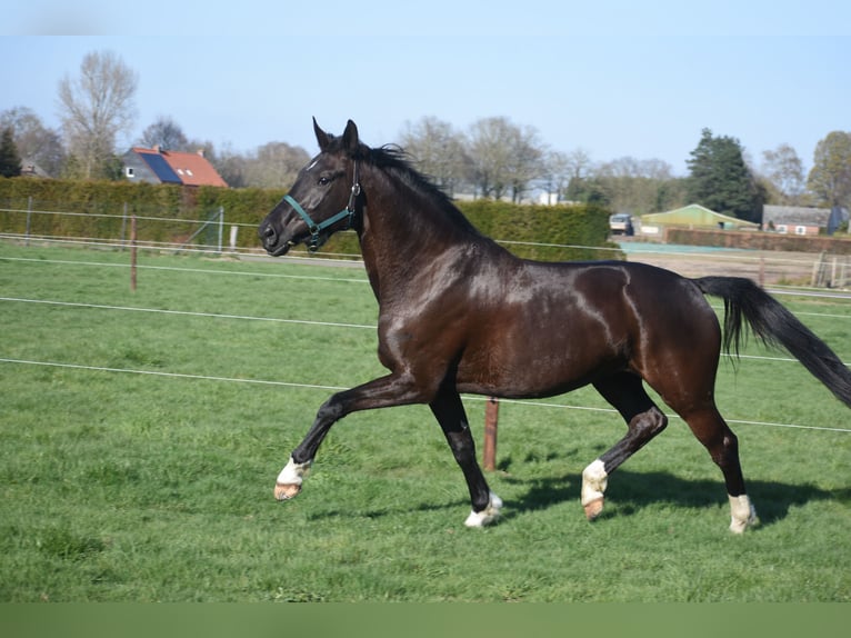 KWPN Merrie 6 Jaar 167 cm Zwart in Achtmaal
