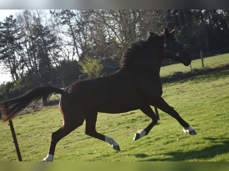 KWPN Merrie 6 Jaar 167 cm Zwart in Achtmaal