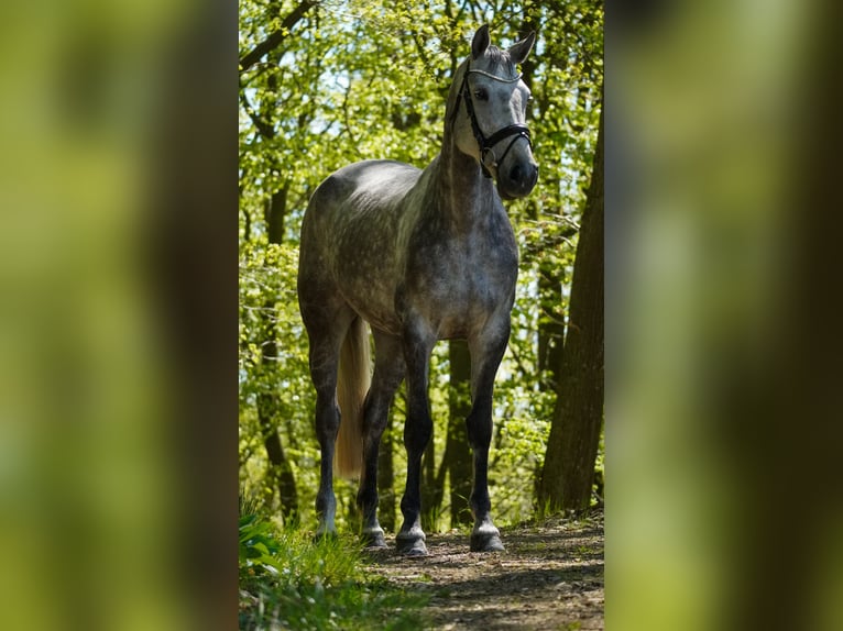 KWPN Merrie 6 Jaar 167 cm Zwartschimmel in Nettersheim