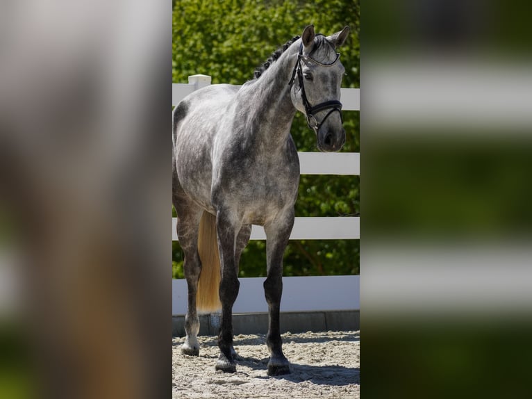 KWPN Merrie 6 Jaar 167 cm Zwartschimmel in Nettersheim