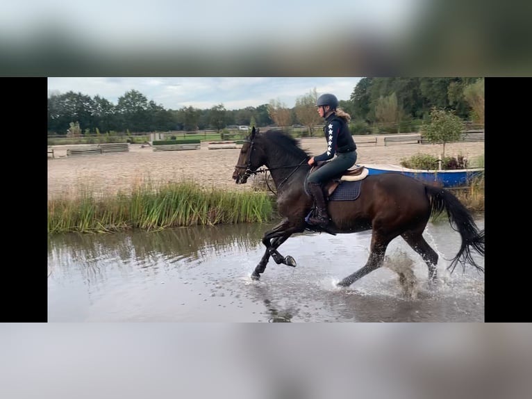 KWPN Merrie 6 Jaar 168 cm Bruin in Rekken