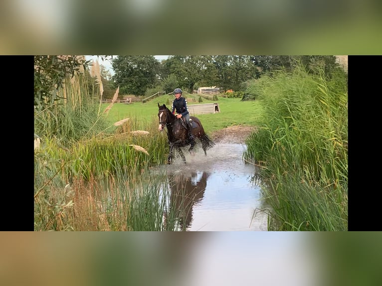 KWPN Merrie 6 Jaar 168 cm Bruin in Rekken