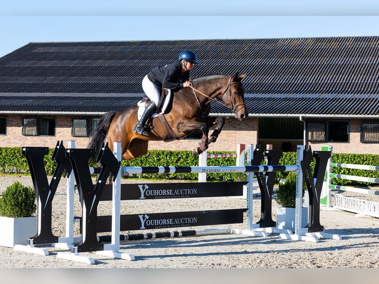 KWPN Merrie 6 Jaar 168 cm Bruin in Waddinxveen