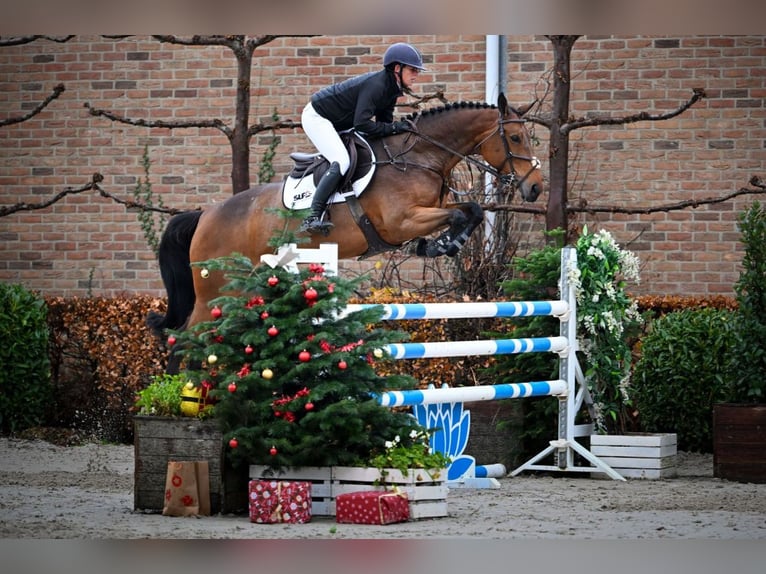 KWPN Merrie 6 Jaar 168 cm Donkerbruin in Moergestel