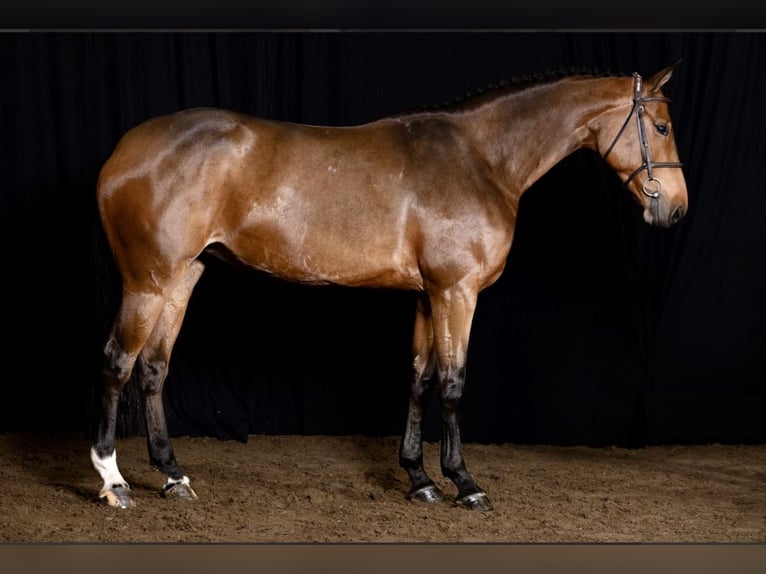 KWPN Merrie 6 Jaar 168 cm Donkerbruin in Moergestel