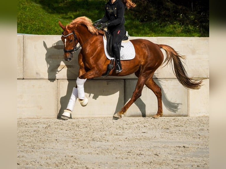 KWPN Merrie 6 Jaar 168 cm in Nettersheim